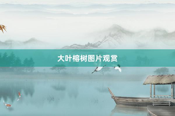 大叶榕树图片观赏